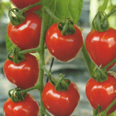 Tomaten Samen